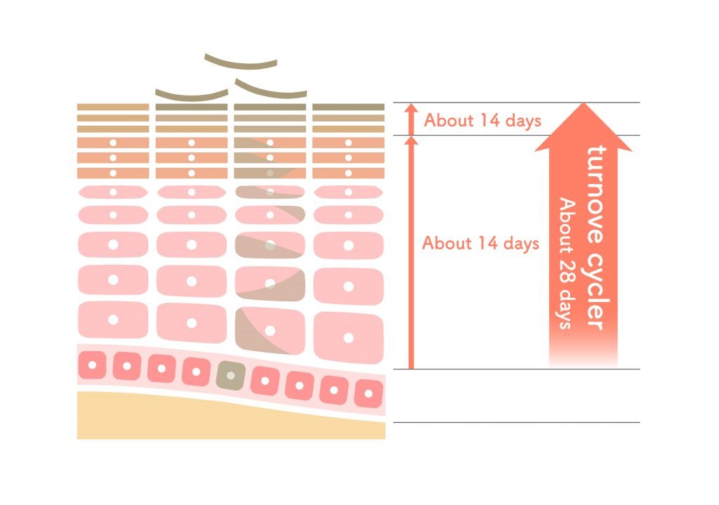 TURN OVER CELLULARE che descrive il ciclo cellulare per sottolineare l'importanza della esfoliazione viso 