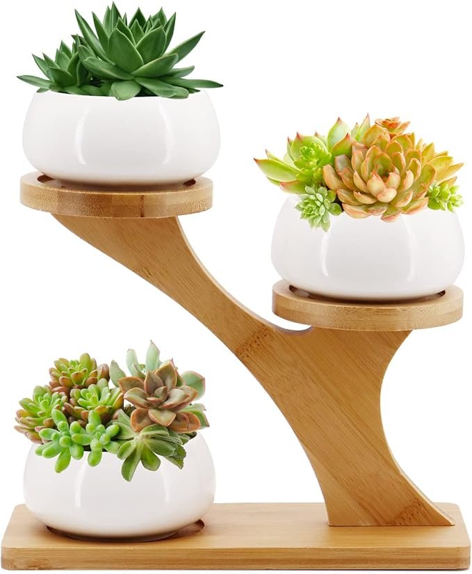 Portavasi in bambù per cactus