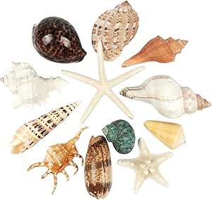 Conchiglie decorative