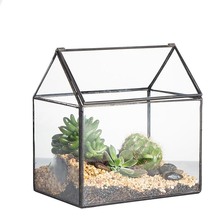 Mini serra per cactus