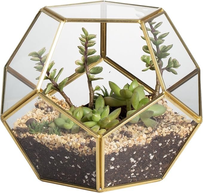 Mini terrario per cactus e succulente
