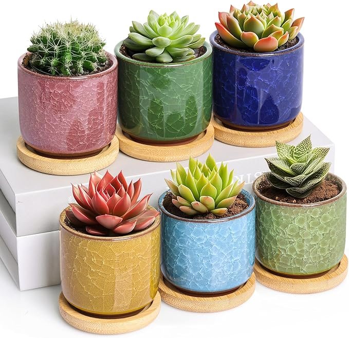 Mini serra per cactus