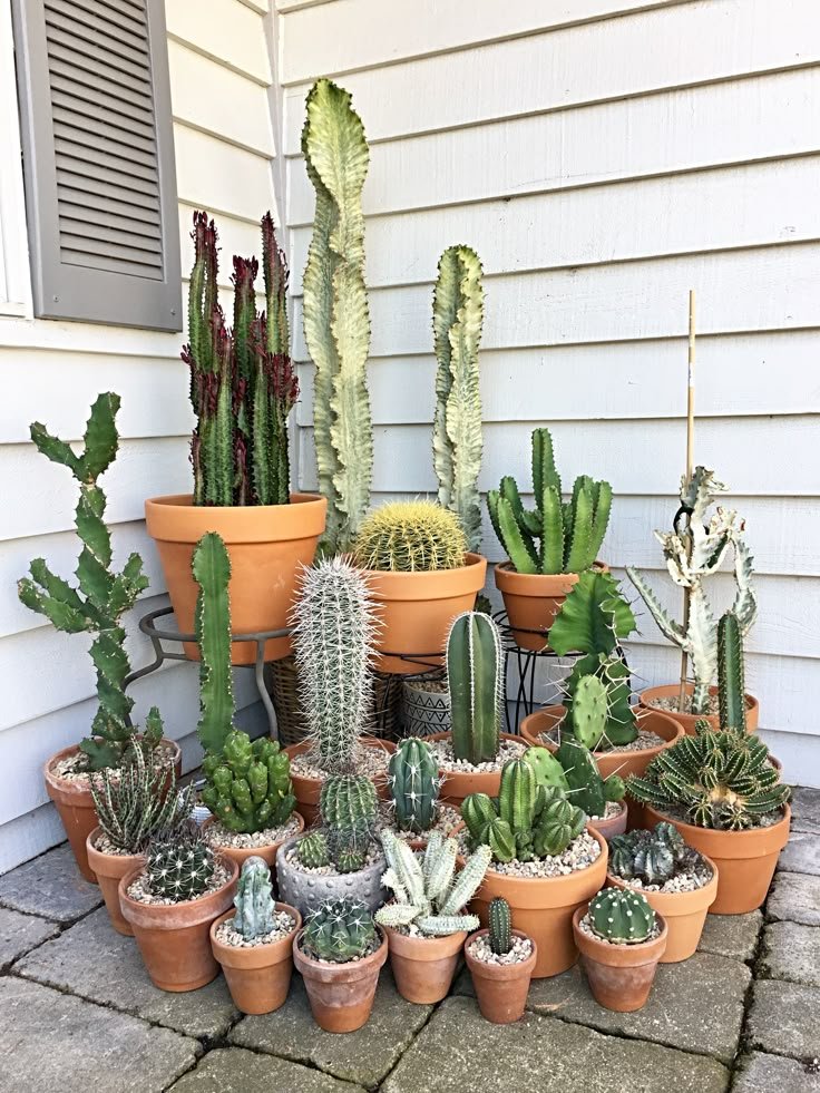 spunti creativi su come arredare il balcone in primavera con i cactus