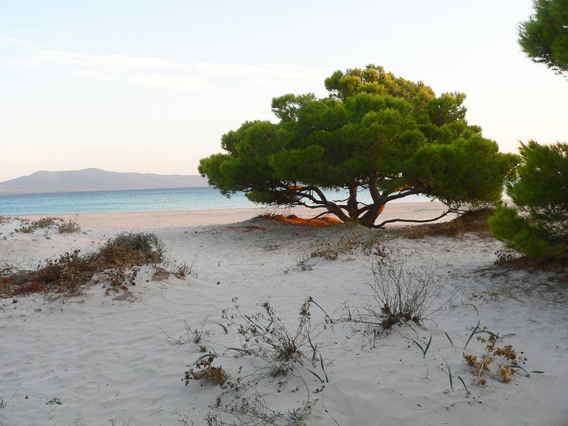 spiagge del Sud della Sardegna is arenas biancas