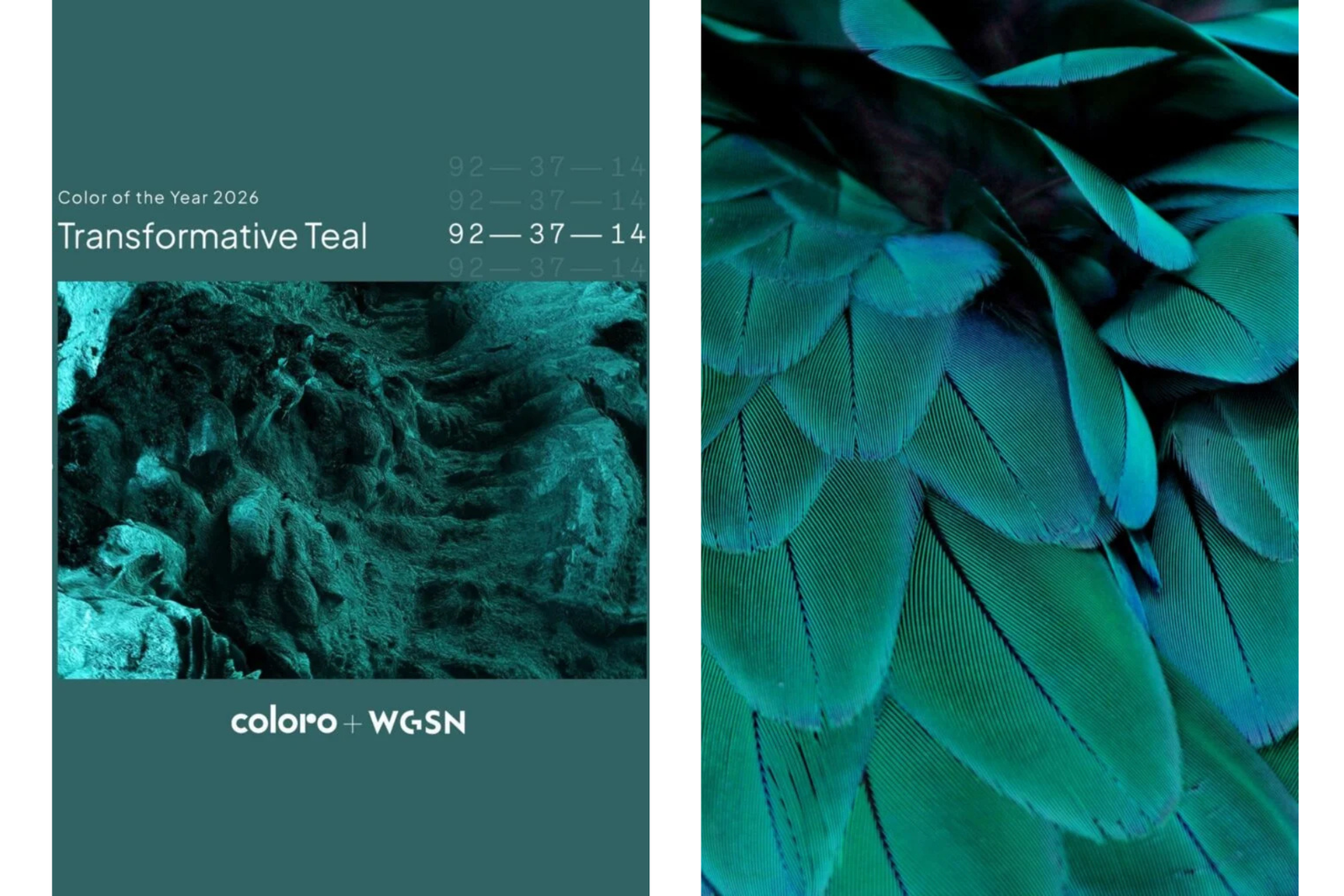 transformative teal colore 2026 per coloro e WGSN 