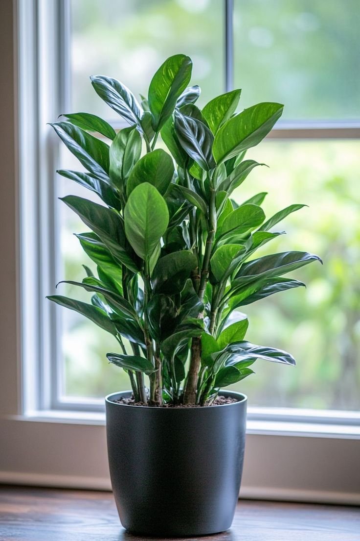 Zamioculcas una delle Piante da appartamento facili da curare