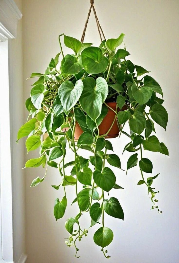 pothos una delle Piante da appartamento facili da curare