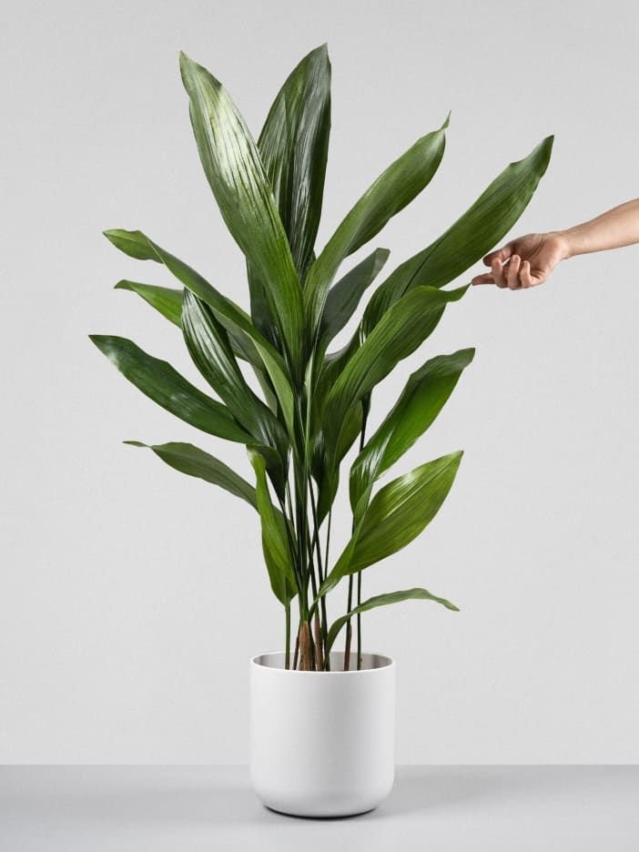 Aspidistra una delle Piante da appartamento facili da curare