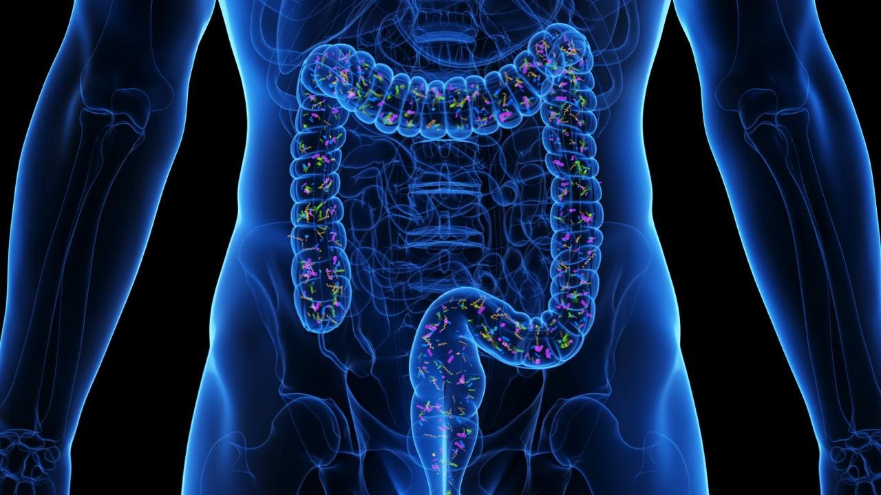 microbiota intestinale rappresentazione del corpo umano e dell'intestino