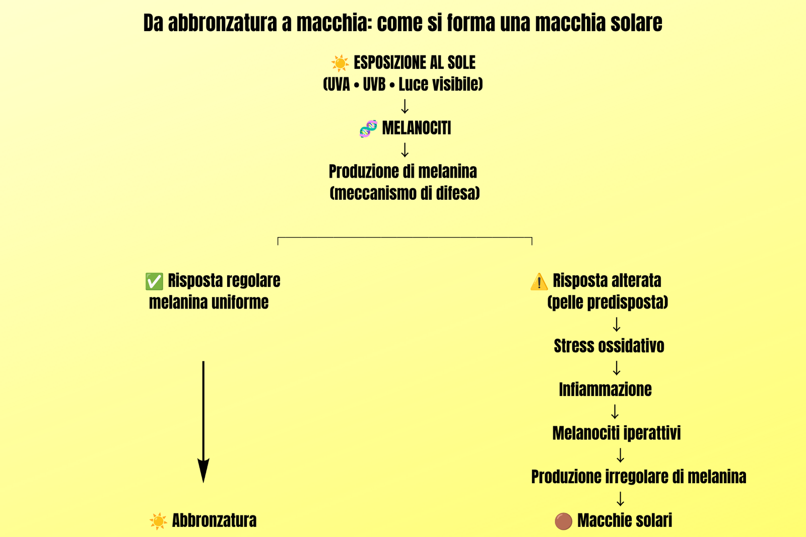 CONCETTO Attivi antimacchia: COME SI FORMANO LE MACCHIE SOLARI INFO GRAFICA ILLUSTRATIVA